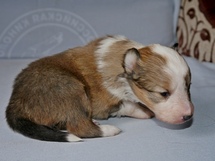 puppies