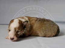 puppies