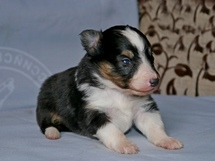 puppies