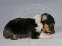 puppies