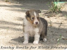 puppies