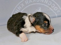 puppies