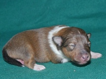 puppies