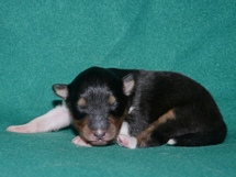 puppies