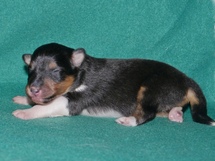 puppies