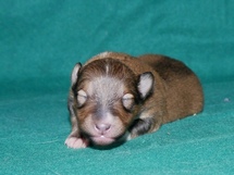puppies
