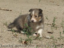 puppies