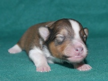 puppies