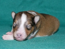 puppies