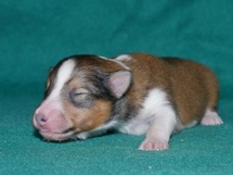 puppies