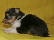 puppies