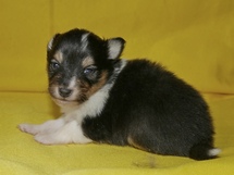 puppies