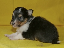 puppies