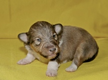 puppies