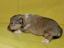 puppies