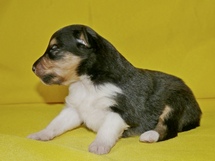 puppies