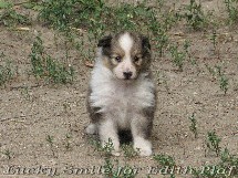 puppies