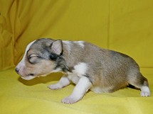 puppies