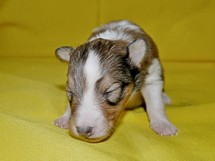 puppies
