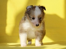 puppies