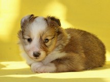 puppies