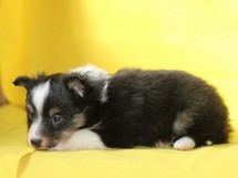 puppies