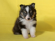 puppies
