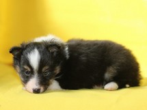puppies