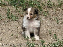 puppies