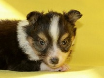 puppies