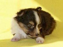 puppies