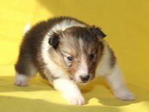 puppies