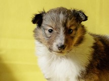 puppies