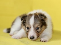 puppies