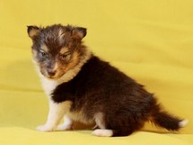 puppies