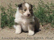 puppies