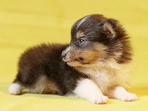 puppies