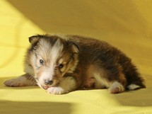 puppies