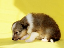 puppies