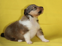 puppies