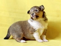 puppies