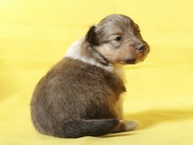 puppies