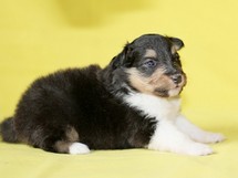 puppies