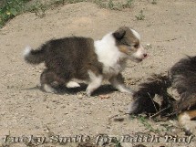puppies