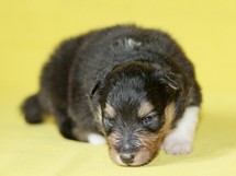 puppies