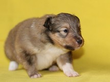 puppies