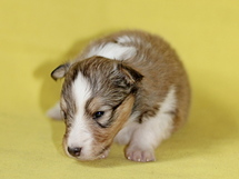 puppies