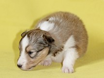 puppies