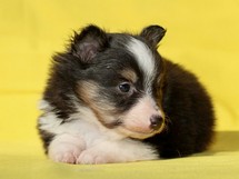 puppies