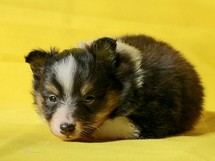 puppies